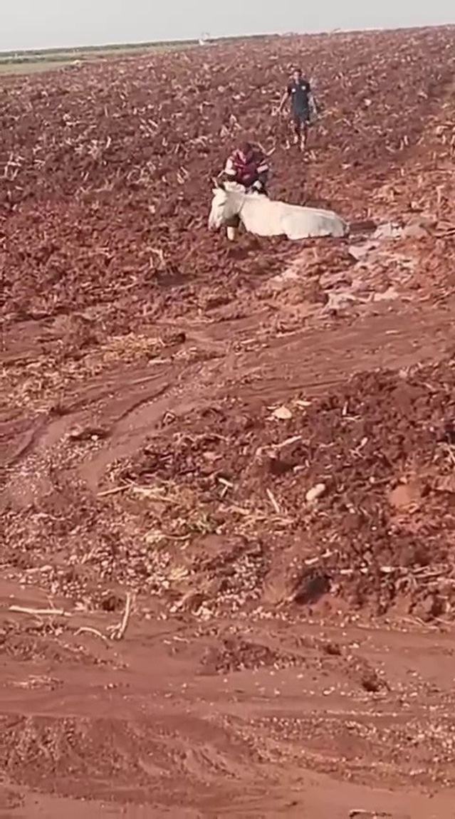 Hatay Reyhanlı'da çamura saplanan eşeği itfaiye kurtarıp sahibine teslim etti