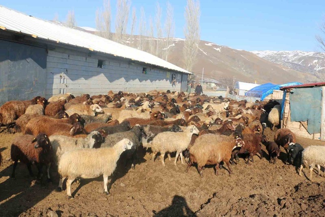 Mavi dil sineklerle bulaşıyor, yetiştiricilere dikkatli olma uyarısı yapıldı
