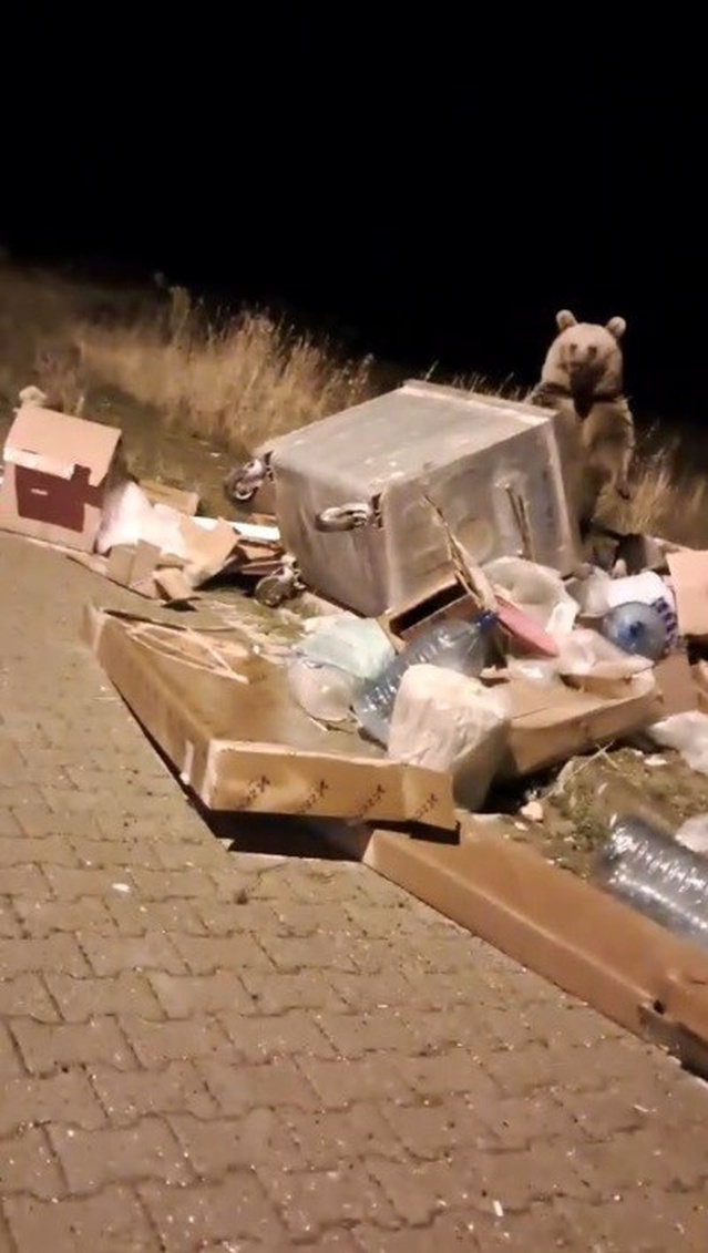 Sarıkamış'ta boz ayılar kış uykusu öncesi ilçe merkezine inip çöpleri karıştırdı