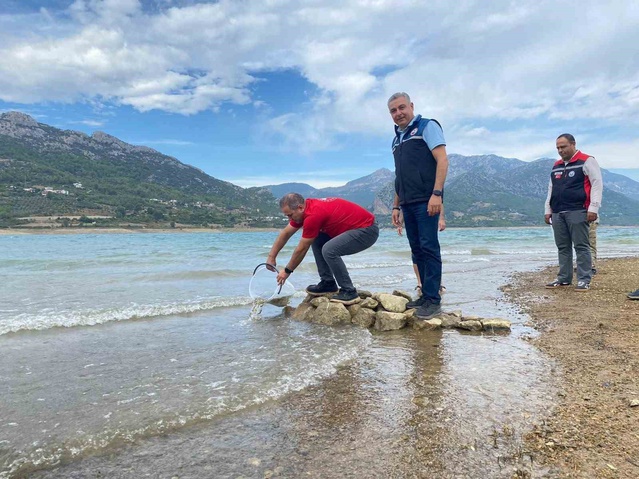 Adana Kozan'daki baraj ve göletlere 665 bin pullu sazan yavrusu bırakıldı