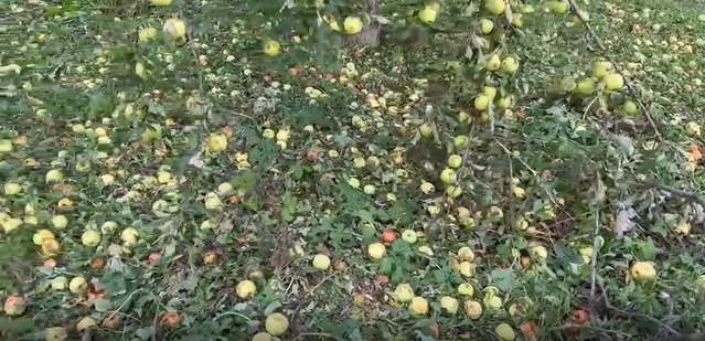 Iğdır'da dolu, Bayraktutan ve Küllük'te mısır ve meyve bahçelerine zarar verdi