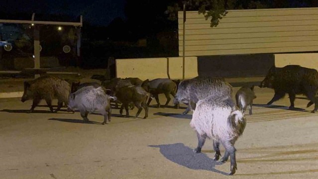 Bodrum'da yerleşim alanına inen yaban domuzları pazar yerinde görüntülendi