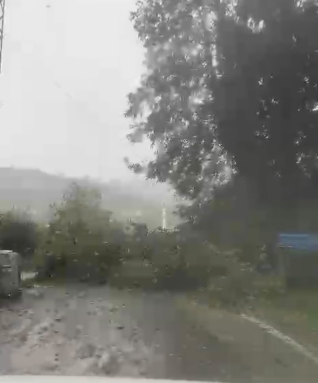 Bartın'da Kuvvetli Rüzgar: Ağaçlar Devrildi, Yol Kapandı
