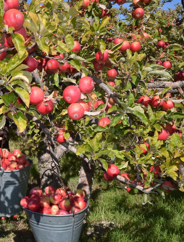 Niğde'de başlayan misket elması hasadında bu sezon 132 bin 620 ton rekolte bekleniyor