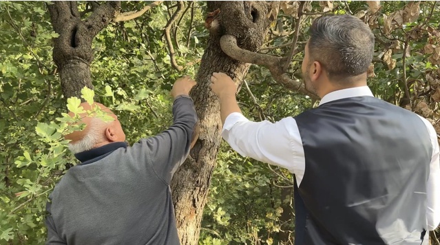 Yüksekova Ziraat Odası, 50 yıl önce dikilen Antep fıstığı için destek istedi