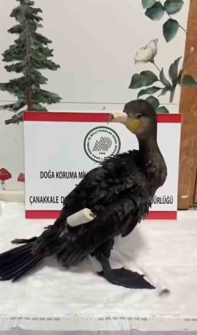 Çanakkale'de yaralı karabatak DKMP tedavisiyle 24 saatte doğaya döndü