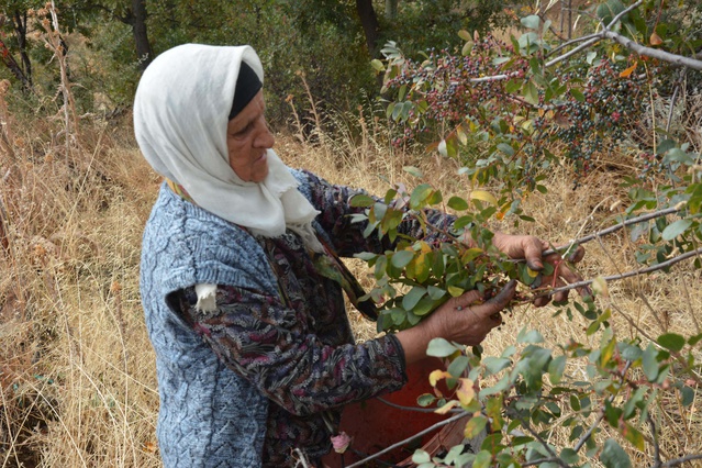 Manisa Demirci'de 78 yaşındaki Zeynep Sönmez çitlembiği kadınlarla topluyor