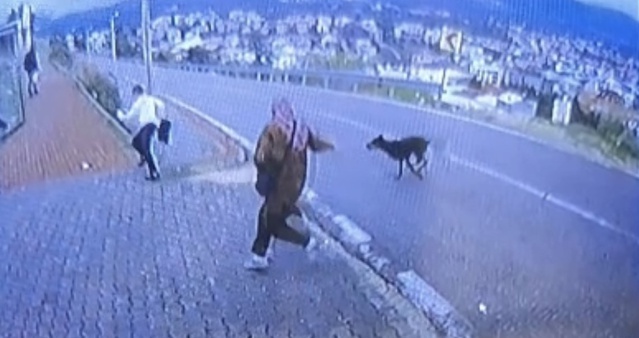 Bursa Orhangazi'de durakta köpek saldırısı, 11 yaşındaki çocuk düşüp bacağını kırdı