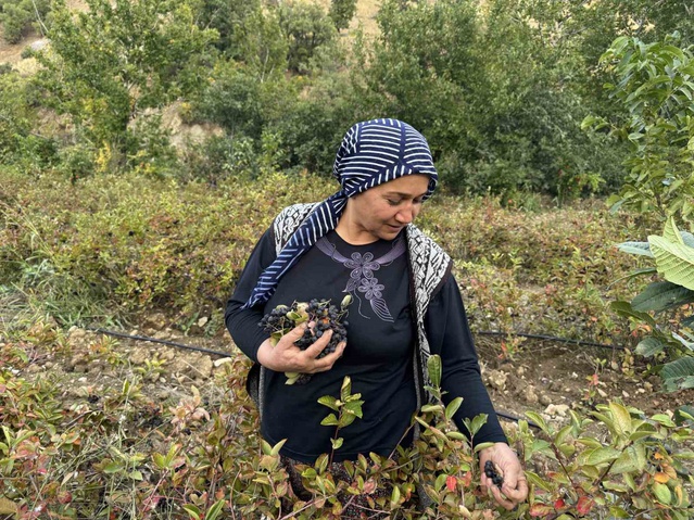 Diyarbakır Çüngüş'te aronya hasadı başladı, kilosu 350-400 lira ama pazar sorunu var