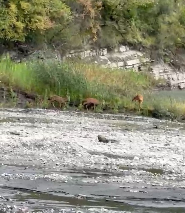 Kastamonu Çatalzeytin'de üç karaca Akçay Deresi'nde su içerken görüntülendi