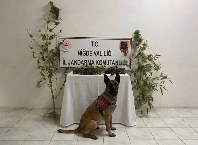 Niğde Ulukışla'da bir ikamette 350 gram uyuşturucu, 5 kök kenevir ele geçirildi