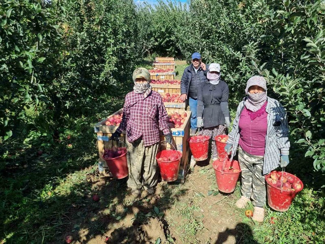 Denizli Çivril'de elma üreticileri hasada başladı, yıllık üretim 200 bin tonu aşıyor