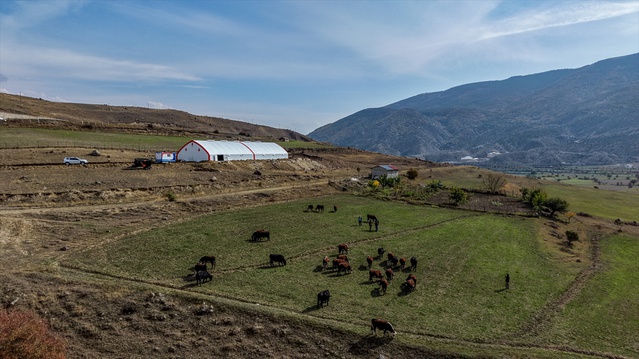 Veteriner hekim Akıncı, Oltu'da 30 anaç sığırla hayvancılığa adım attı
