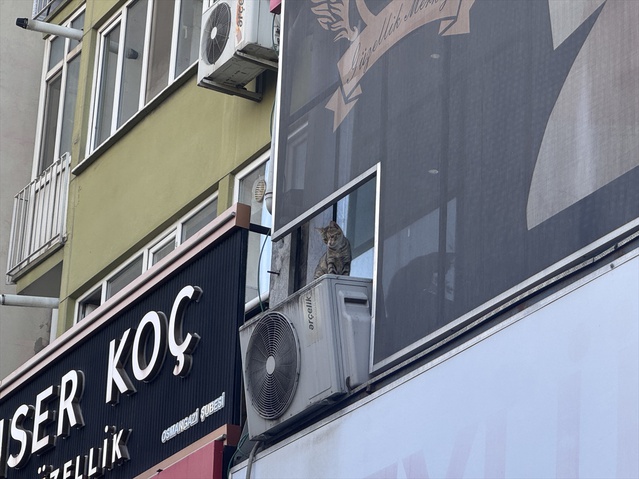 Osmangazi'de tabelaya sıkışan kedi için pencereye çıkan iş yeri çalışanı yere düştü