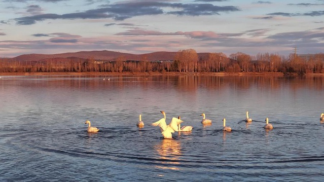 Heilongjiang'daki Ganhe Nehri son günlerde büyük kuğu sürülerini ağırlıyor