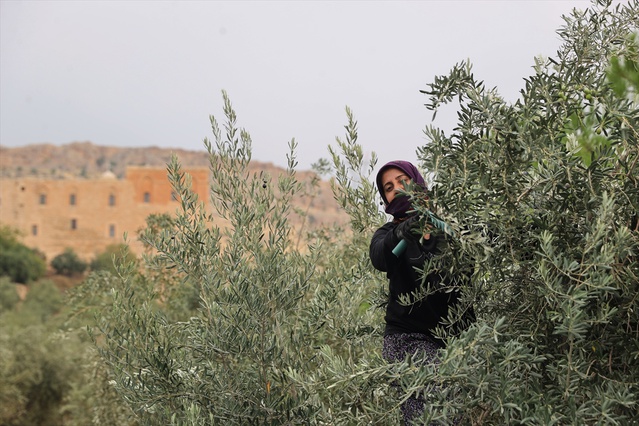Mardin'de Deyrulzafaran Manastırı'nda zeytin hasadı başladı, 400 dönümde verim arttı