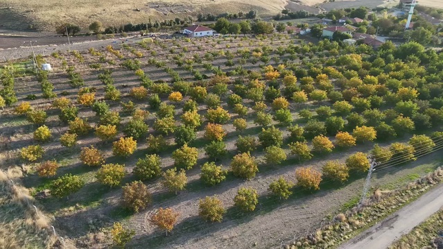 Yozgat'ta ceviz hasadı başladı, üretimin bin tonu aşması bekleniyor