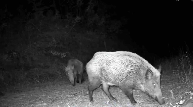 Tekirdağ Ganos Dağları'nda fotokapanlar yaban hayatını ve tilkiyi görüntüledi