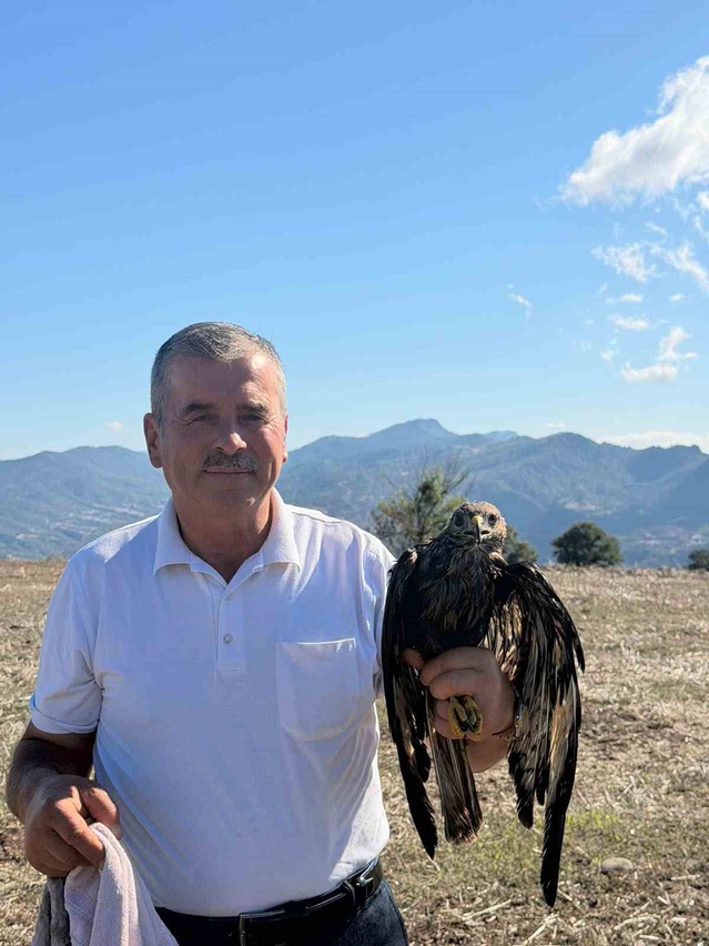 Bolu Göynük'te asfalta bulaşan şahini muhtar Metin Keskin kurtarıp doğaya bıraktı