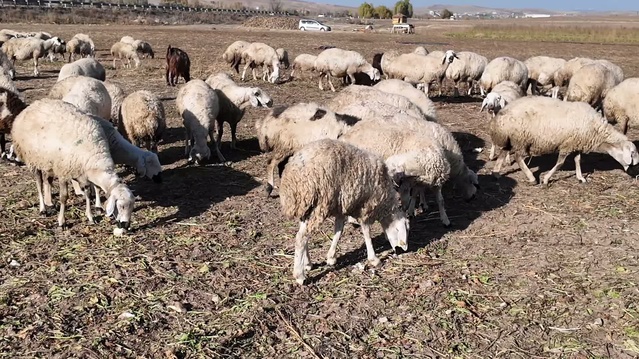 Yozgat'ta küçükbaş destekte 2 bin 381 başvurudan 5 aileye 95'er dişi, 5'er erkek verildi