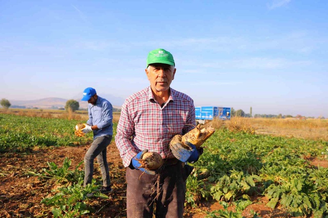 K.Maraş Elbistan'da pancar hasadı başladı, 500 bin tona yakın rekolte bekleniyor