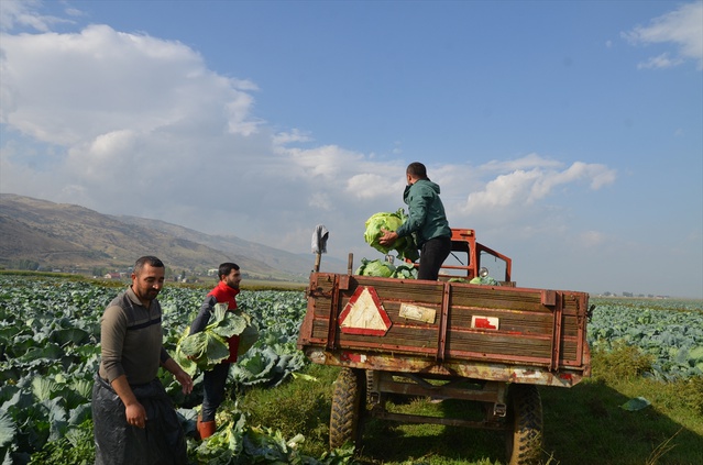 Muş Ovası'nda lahana hasadı başladı, 13 bin 500 ton ürün bekleniyor