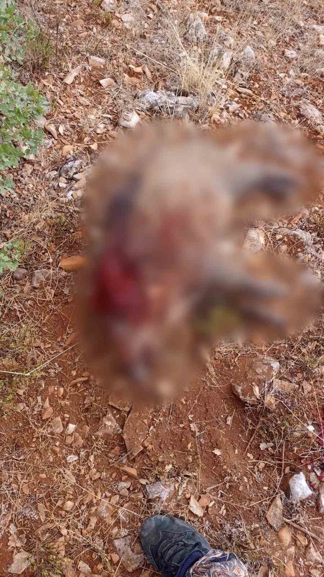 Eskişehir Sivrihisar Sarıkavak'ta ürünlere zarar veren iki yaban domuzu avlandı