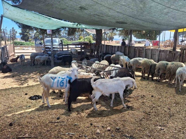 Aydın'da Nazilli ve Çine hayvan pazarları 13 ve 15 Ekim'de yeniden açılacak