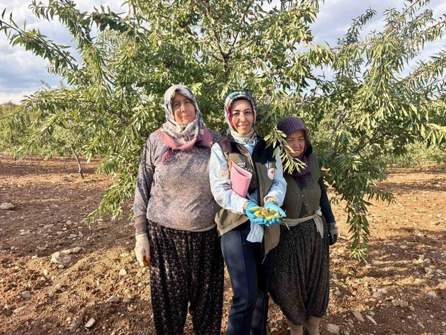 Afyonkarahisar'da meyve bahçelerinde Xylella fastidiosa için numune alındı