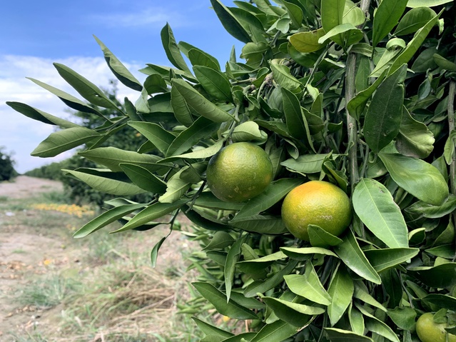 Adana'da erkenci mandalina hasadı başladı, 1 milyon 300 bin ton rekolte bekleniyor
