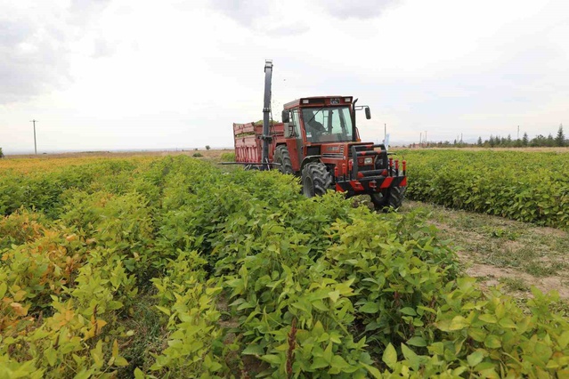 NÖHÜ, Niğde'de silajlık soya denemesinde dekara 2 bin 485 kilogram verim elde etti