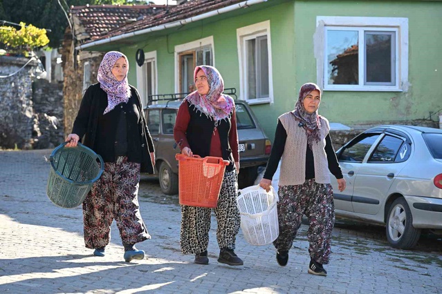 Manisa Demirci'de kestane hasadı başladı, 1100 ton rekolte bekleniyor
