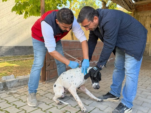 Afşin'de Tarım ve Orman Müdürlüğü 230 hayvana kuduz aşısı, 60 hayvana mikroçip taktı