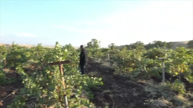 Diyarbakır Silvan'da bağ bozumu başladı, üzümler pestil ve pekmeze dönüşüyor