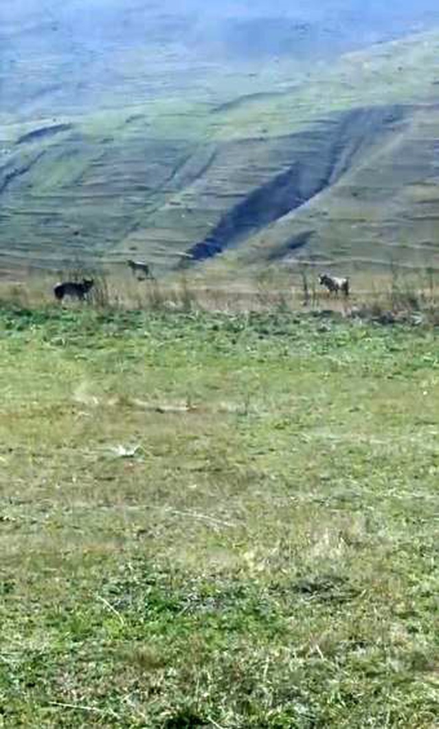 Ardahan Damal'da ölü ineğin etrafında beslenen kurtlar cep telefonuyla görüntülendi