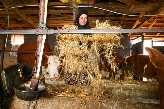 Uşak'ta Mürşide Türk, 20 büyükbaş ve 130 küçükbaş hayvanıyla köyünün hanımağası oldu