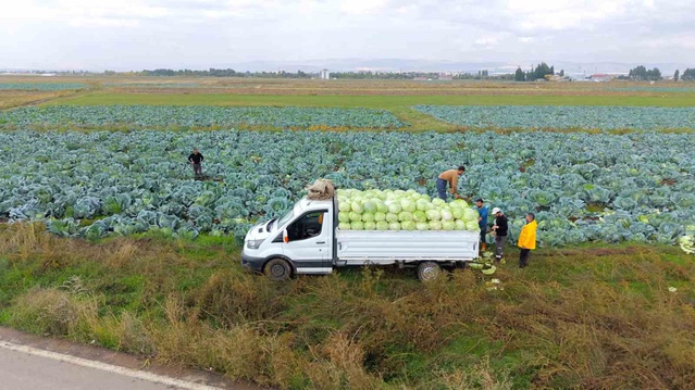 Muş'ta 4 bin dekarda lahana hasadı başladı, 165 milyon lira katkı bekleniyor