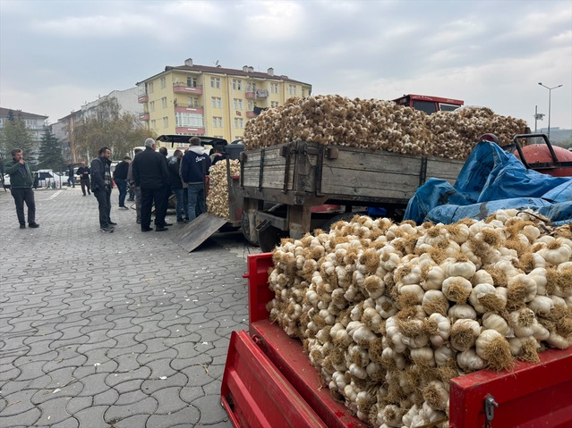 Taşköprü'de yağışa rağmen sarımsak, pazarda 20 ile 150 lira arasında alıcı buldu