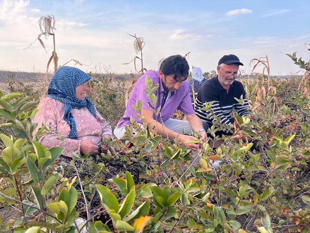 Tekirdağ Hayrabolu'da aronya üreticisi Demirbaş 5 dönümden yaklaşık 2 ton ürün aldı
