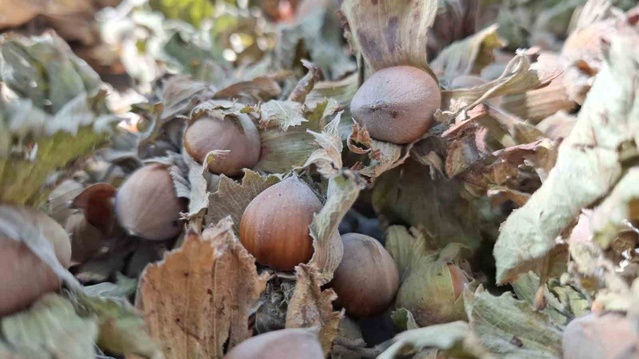 Düzce, AB'ye fındık ihracatında 7 bin 967,01 tona yarı yarıya düşüş yaşadı