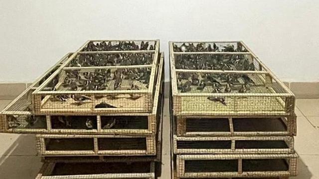 Ankarada saka kuşu üretip satan kişiye 1,4 milyon lira ceza