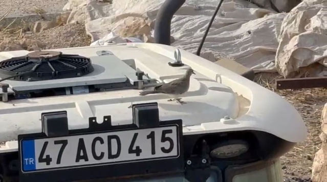 Mardin'de çiftçi, kumru yuvasını bozmadı, 33 gün sonra traktörünü çalıştırdı