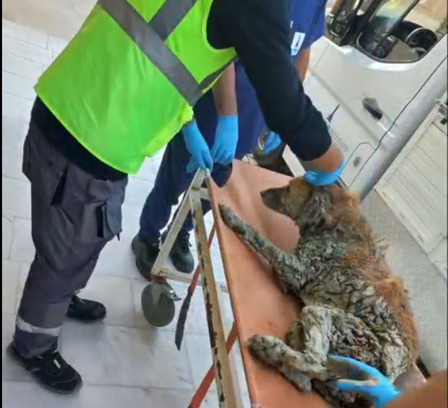 Buca'da çamurda mahsur kalan köpek AFAD ekiplerince kurtarıldı, adı Şanslı oldu