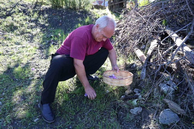 Adana Kozan'da iki dönümlük safran tarlasında hasat başladı, 500-600 gram bekleniyor