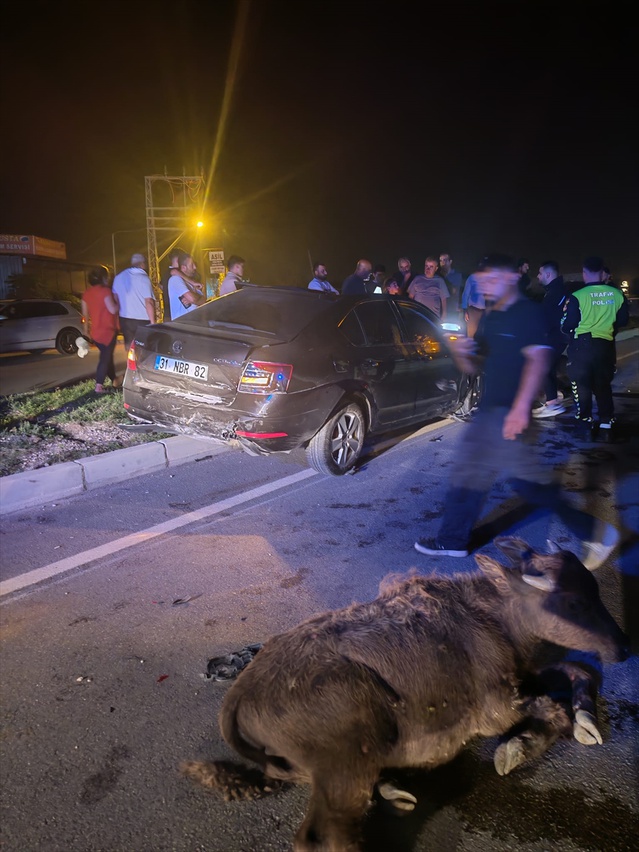 Samandağ'da çevre yolunda otomobil 3 büyükbaş hayvana çarptı, sürücü yaralandı