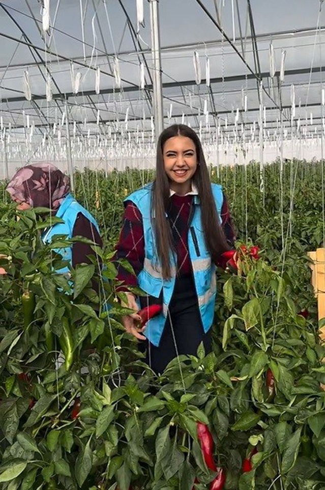 Çayırlı'da öğrenciler belediye serasında domates ve kapya biber hasadı yaptı