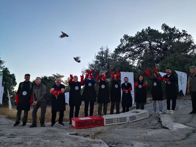 Şuhut'ta üretilen 200 çil keklik Burdur Bucak'ta doğal yaşamla buluştu