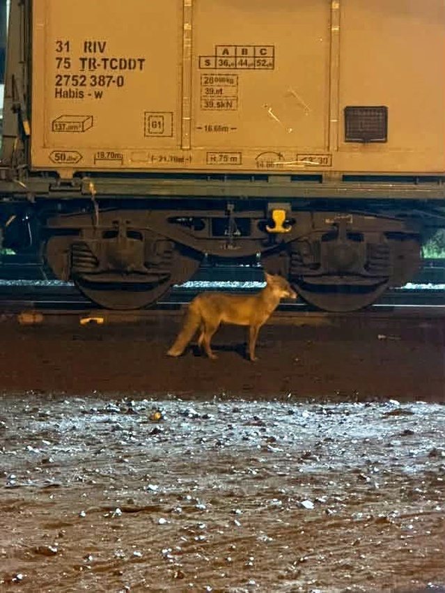 Tekirdağ Muratlı'da merkeze inen tilkiler yiyecek arıyor, uzmanlar halkı uyardı