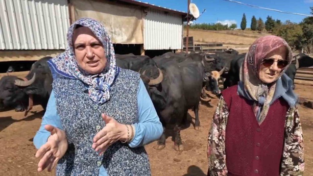 Tekirdağ'da kadınlar 5 yıldır manda sütünü katma değerli ürünlere dönüştürüyor