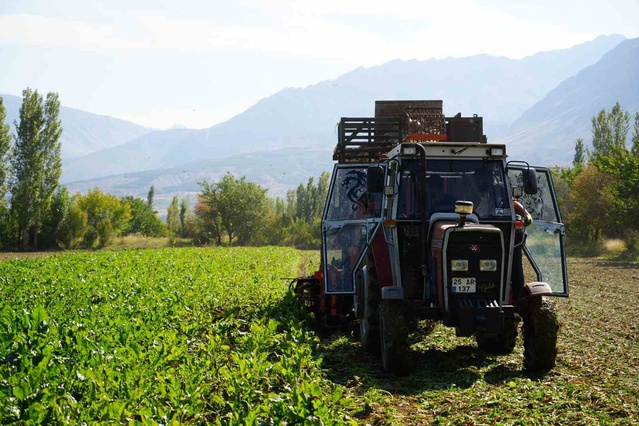 Erzincan'da şeker pancarı hasadı başladı; taban fiyat açıklanmayınca üretici tedirgin
